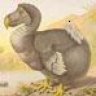 DoDo